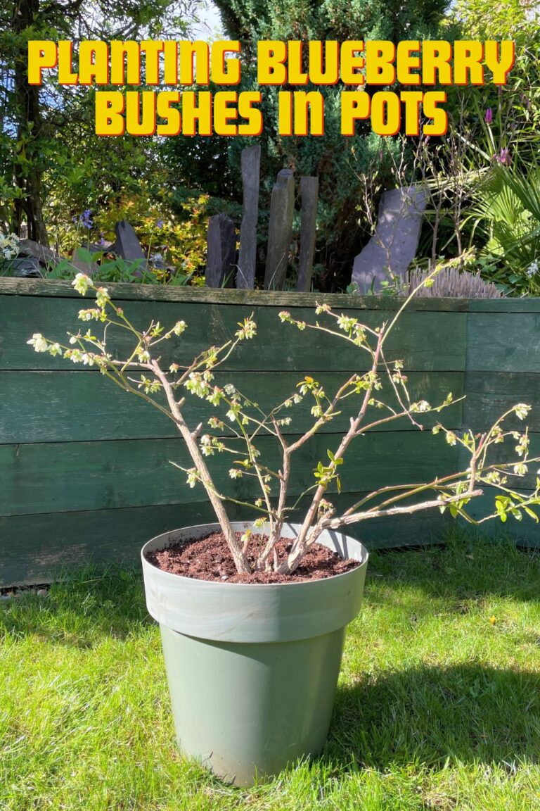 Planting Blueberry Bushes In Pots Growing Tips And Types To Try