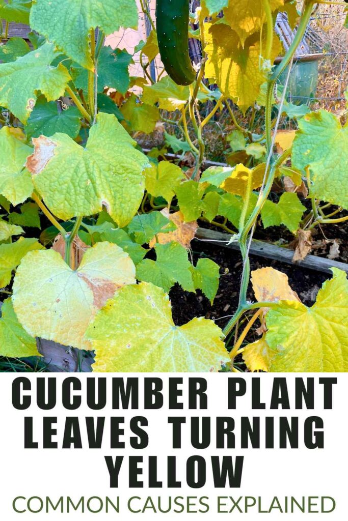 photo of cucumber leaves turning yellow