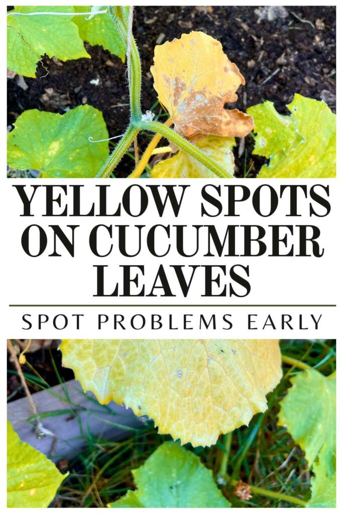 photo of cucumber leaves turning yellow