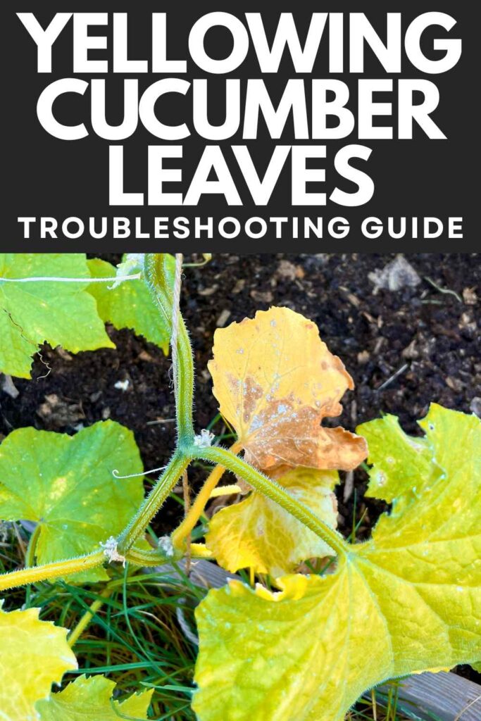 photo of yellowing cucumber leaves