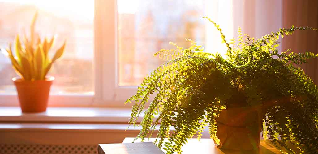 Can You Have Too Much Light For Plants?