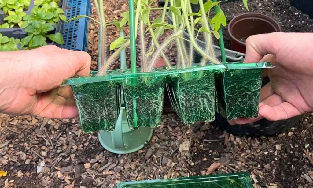 Photo of tomato plant seedling root system.