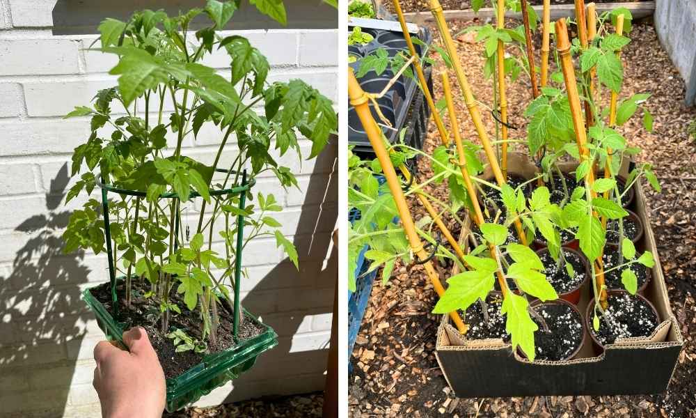 Photo of mature tomato plant seedlings in their seed tray being transplanted into larger containers.