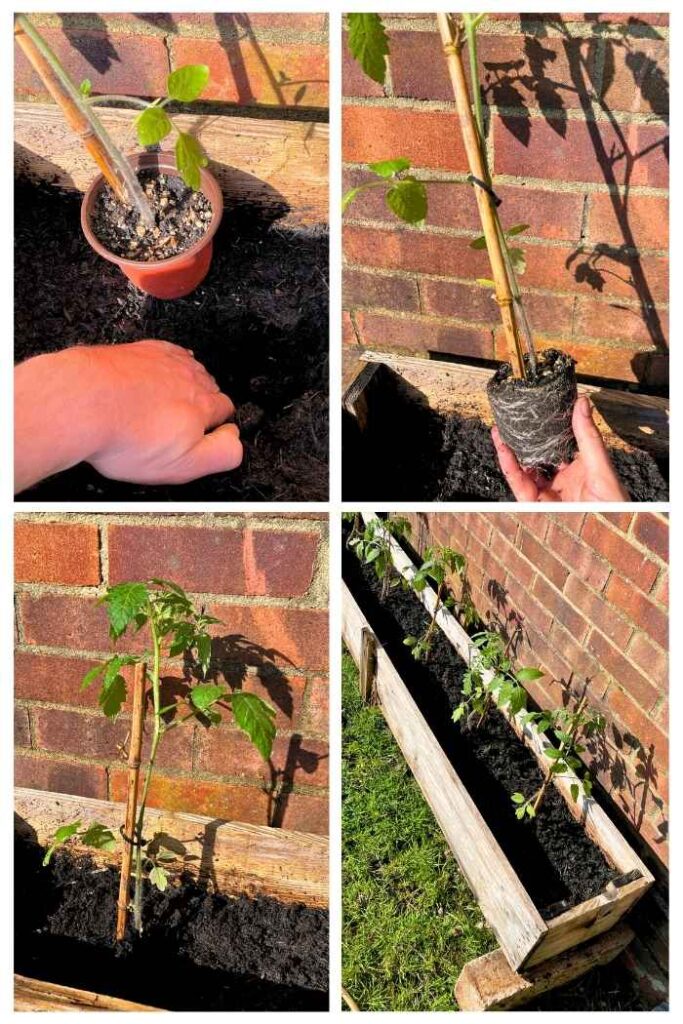 Photo of mature tomato seedlings being planted.