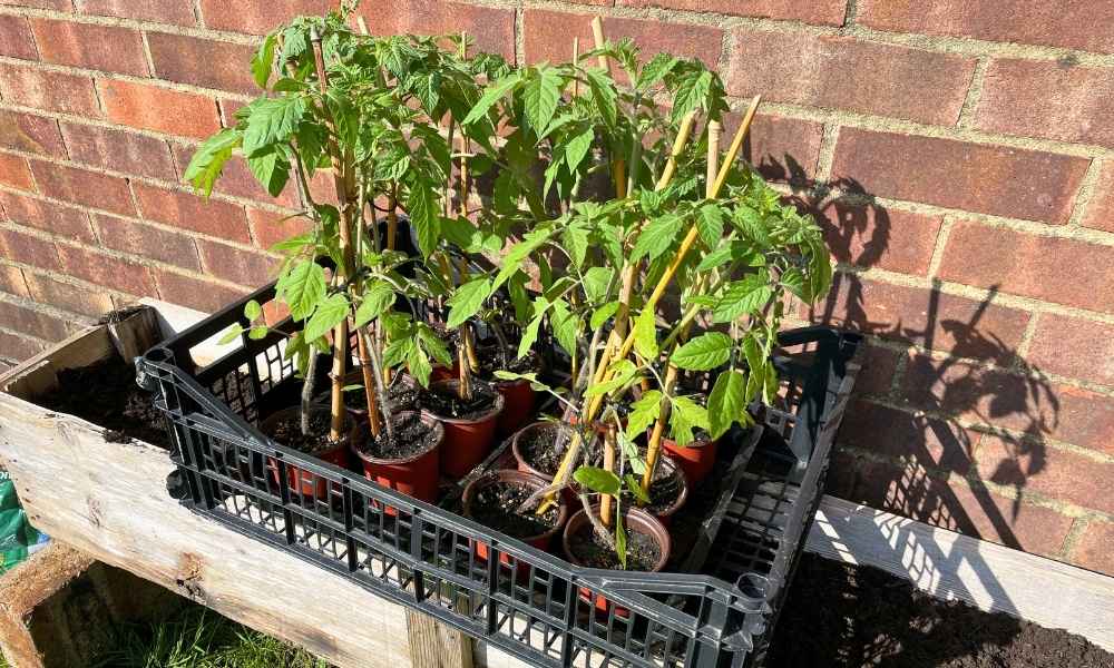 Photo of tomato plants ready to be planted.