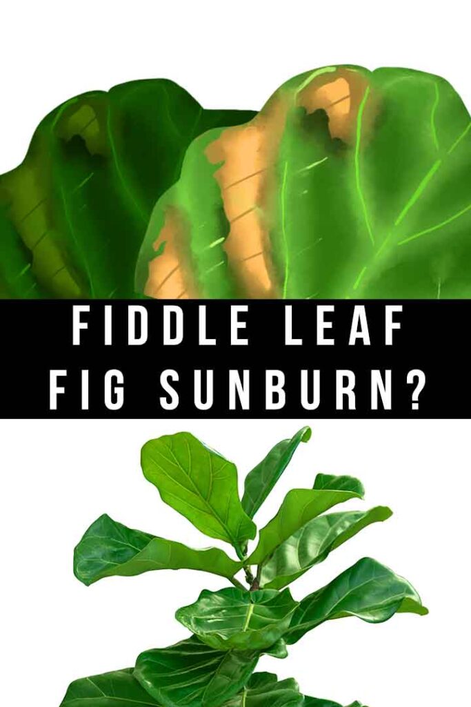 fiddle leaf fig sunburn