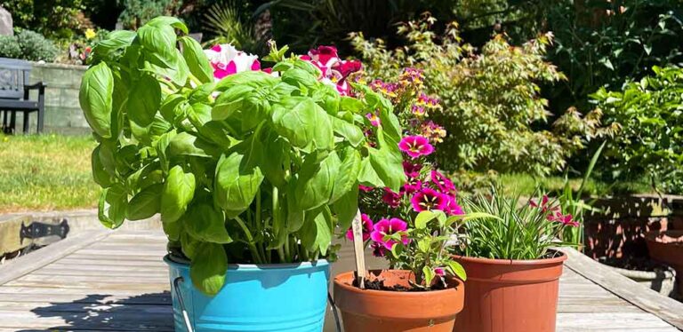 What Herbs To Plant With Basil