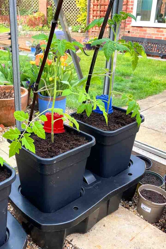 when to transplant tomato seedlings