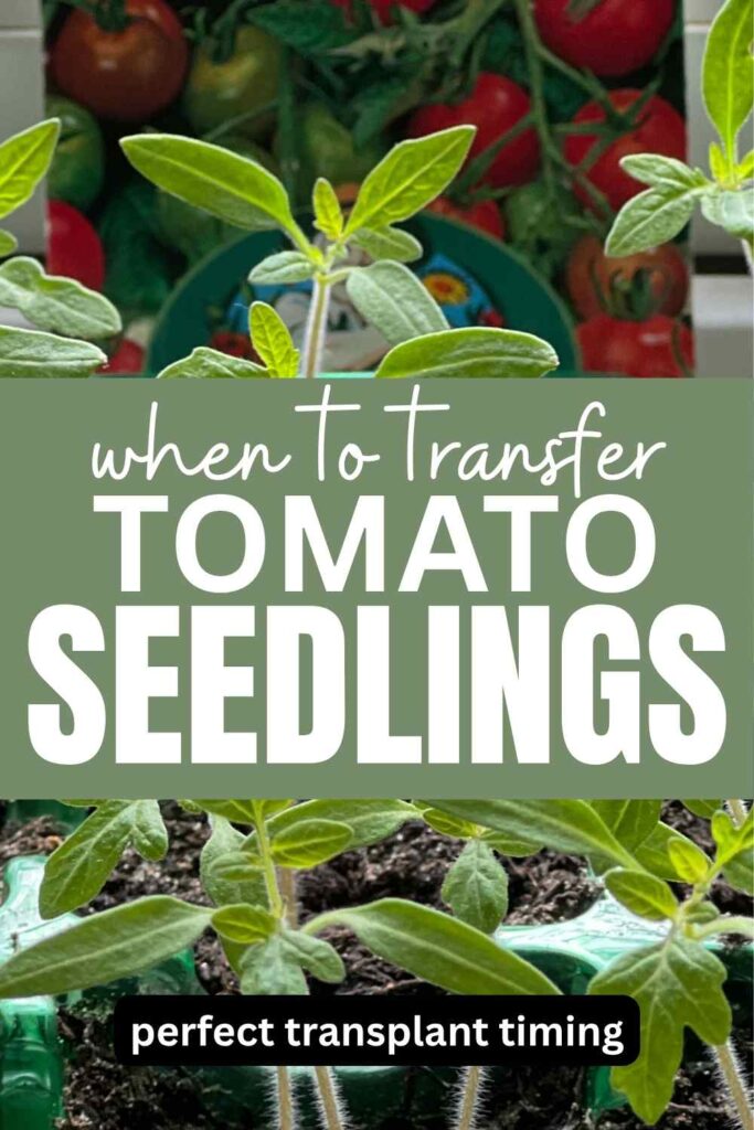 photo of tomato seedlings