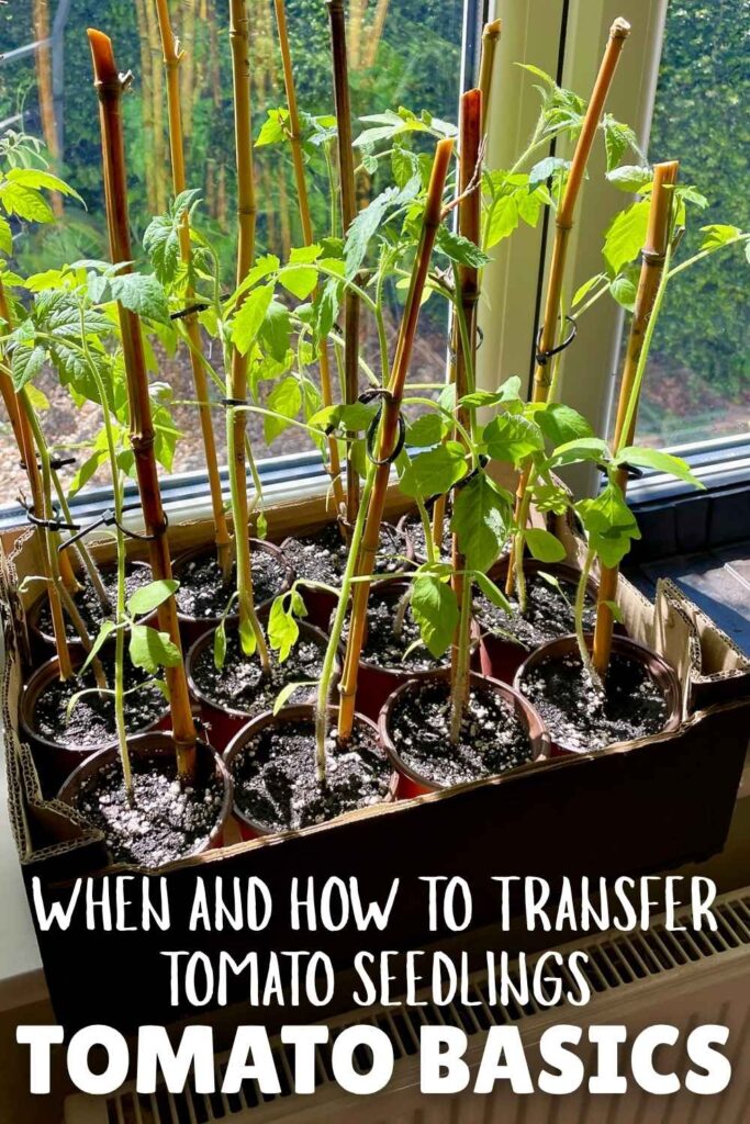 photo of tomato seedlings staked and ready to transplant