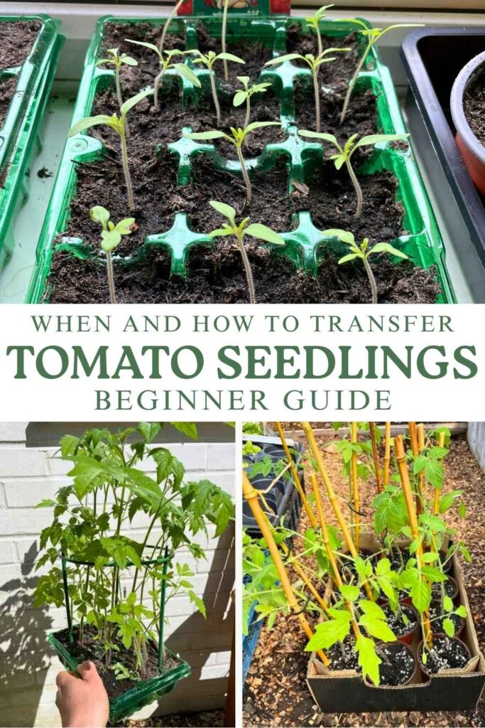 photos of tomato seedlings