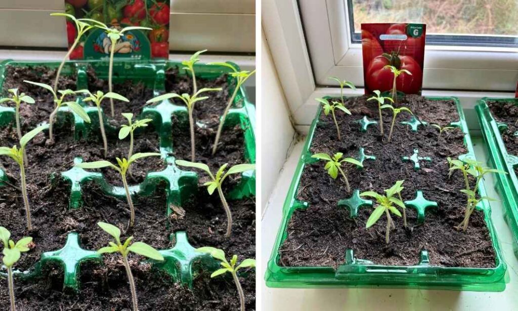 Photo of mature tomato plant seedlings in seed tray.