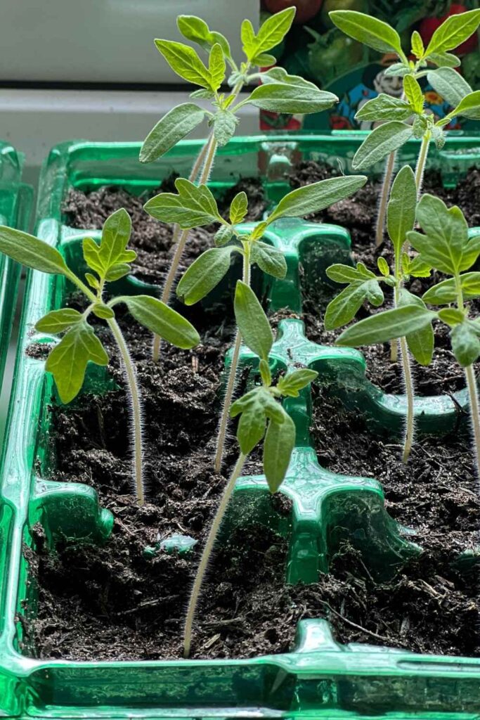 tomato seedlings in a seed tray