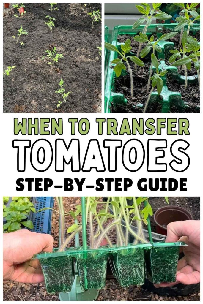 photos of tomato seedlings with text overlay that reads "When To Transfer Tomatoes"