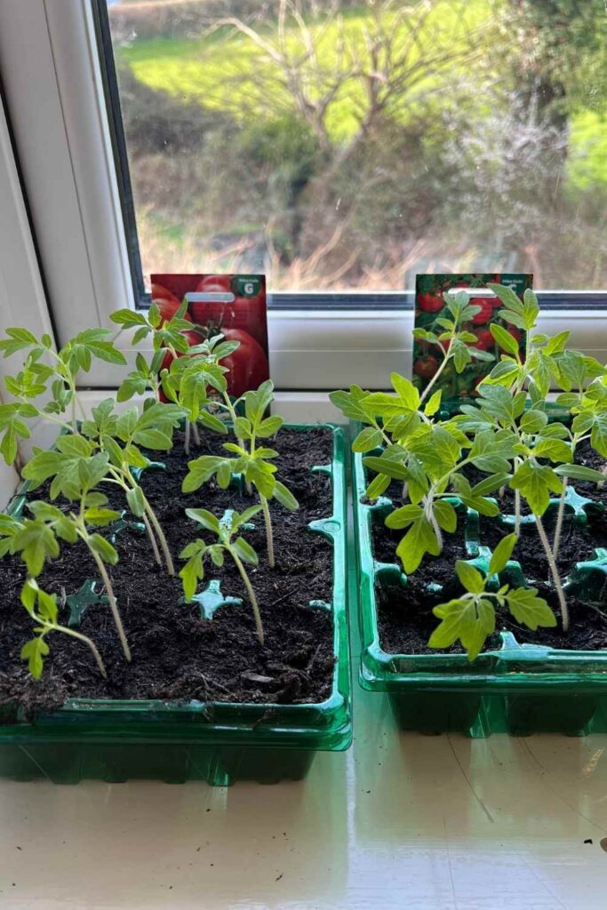 tomato seedlings ready to transplant