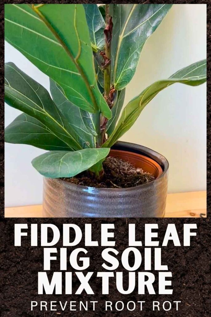 photo of a fiddle leaf fig in a pot with text overlay that reads: fiddle leaf fig soil mixture