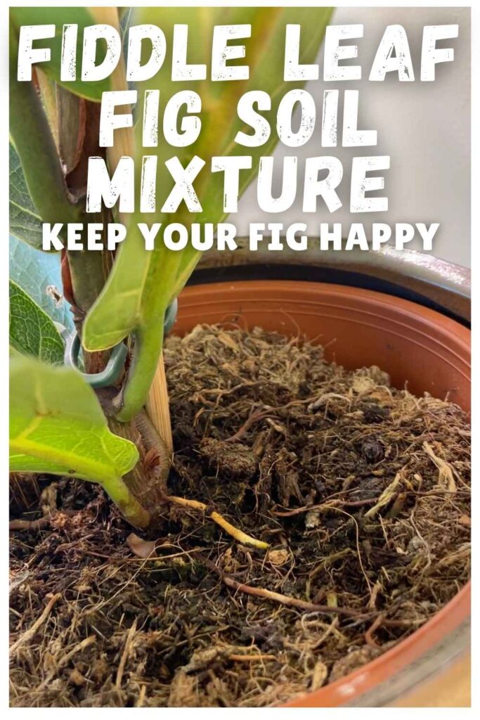 photo of a fiddle leaf fig in a pot