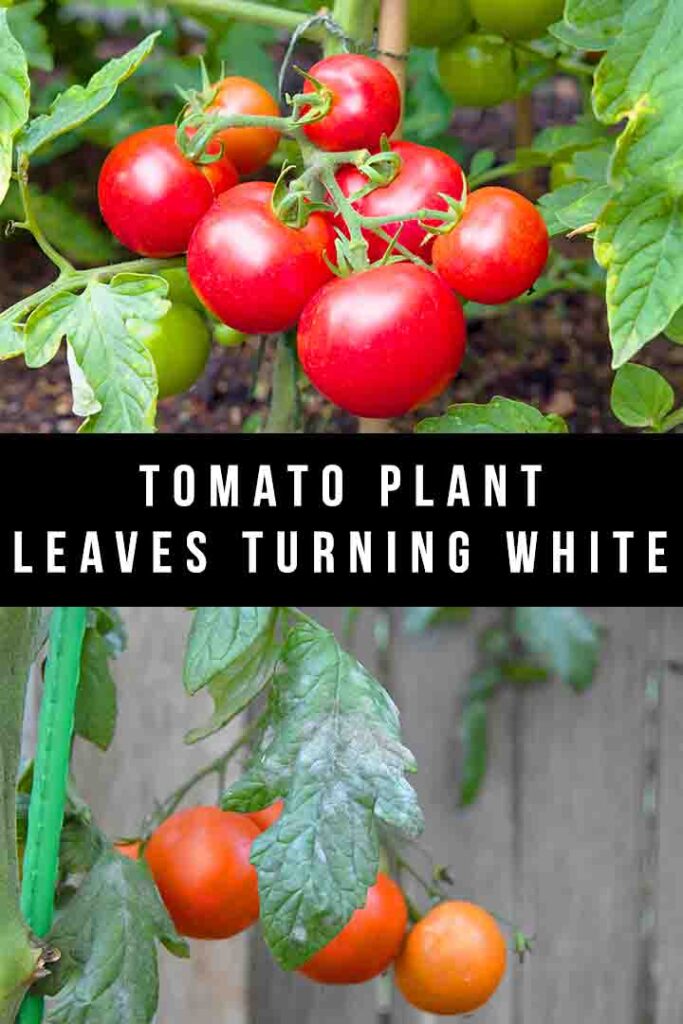 tomato plant leaves turning white