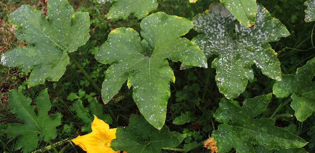 Identifying And Treating White Spots On Pumpkin Leaves