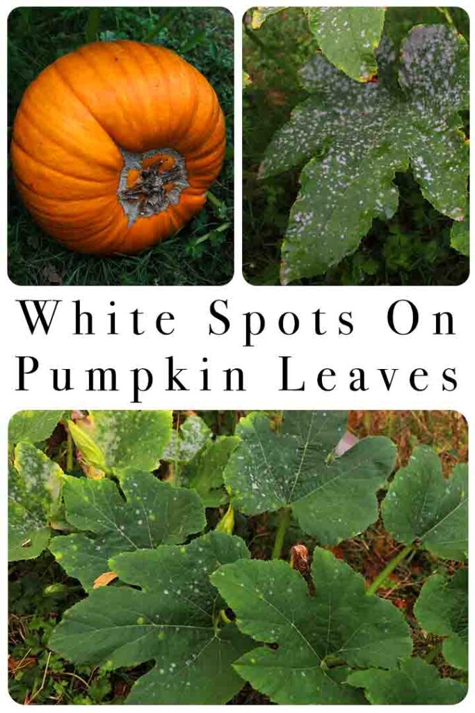 white spots on pumpkin leaves