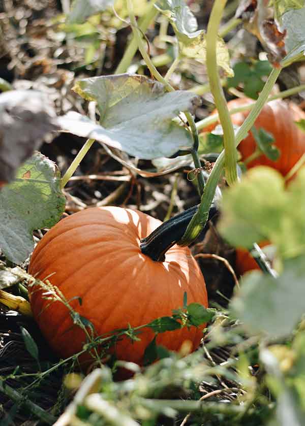 pumpkins on the vine