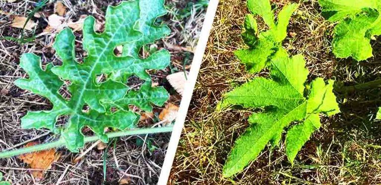 Watermelon vs Pumpkin Leaves: A Tale Of Two Vines