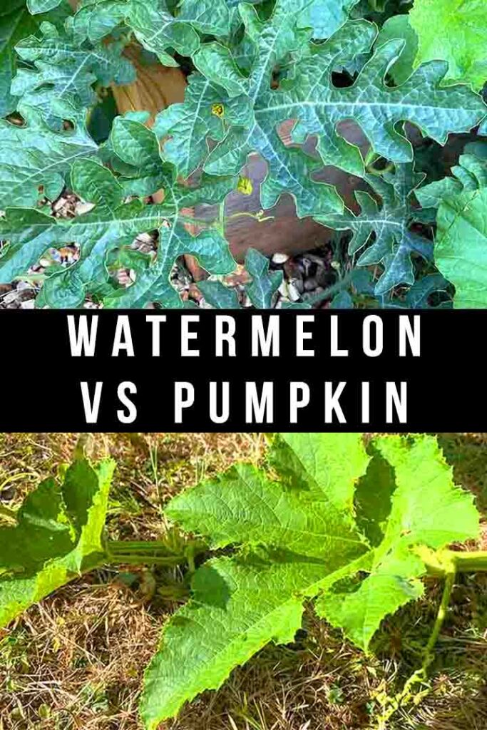 watermelon vs pumpkin leaves