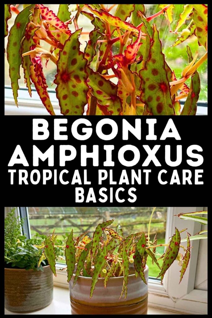 photos of begonia amphioxus