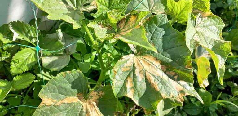 How To Treat And Prevent Cucumber Leaf Sunburn