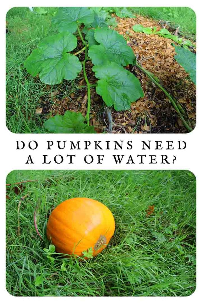 do pumpkins need a lot of water
