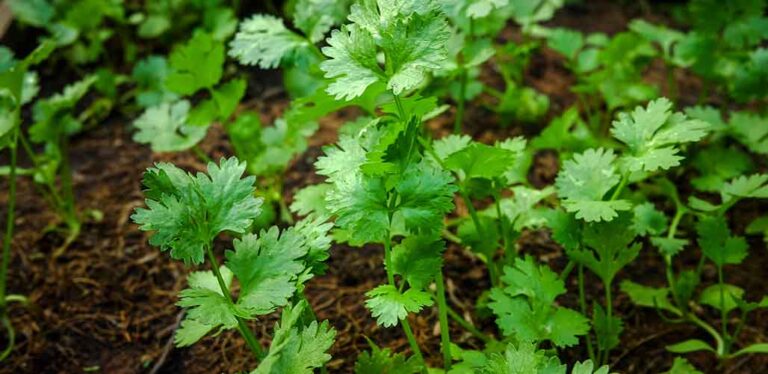Does Cilantro Need Support?