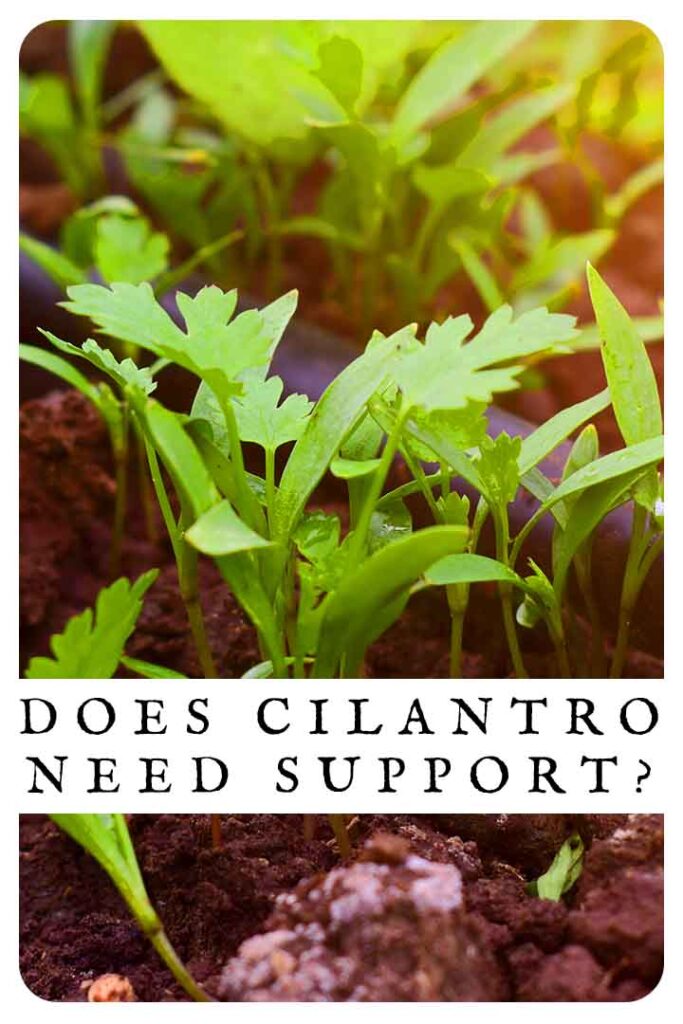 Cilantro Roots Process Cilantro Growing Stages