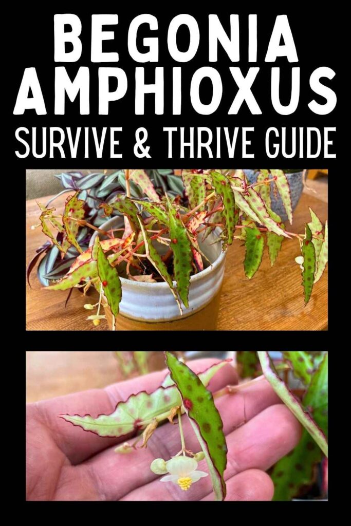 photo of a begonia amphioxus in a pot above a photo of a begonia amphioxus leaf and flower