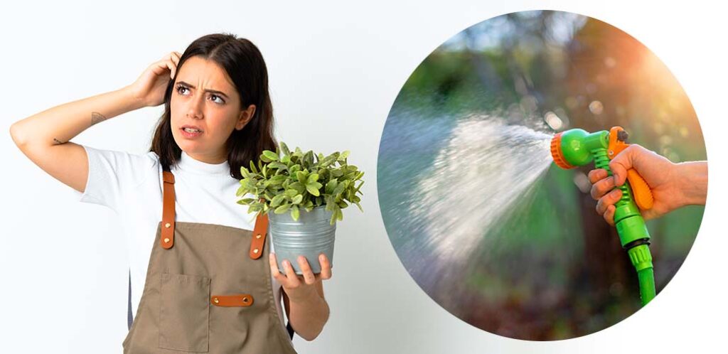 what is the best time of day to water plants