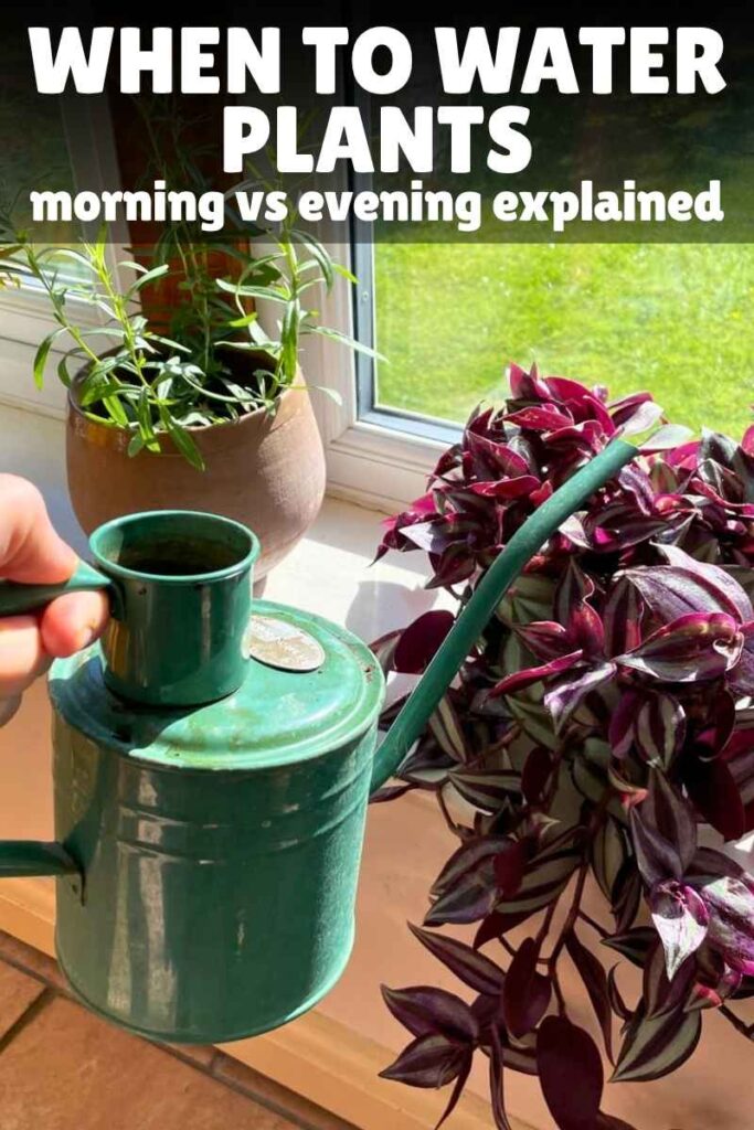 photo of watering can with tradescantia plant on a window sill