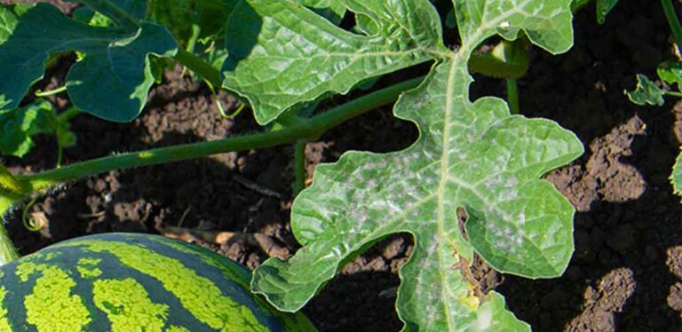 Preventing And Treating White Spots On Watermelon Leaves