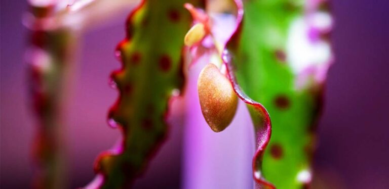 Begonia Amphioxus: A Complete Guide