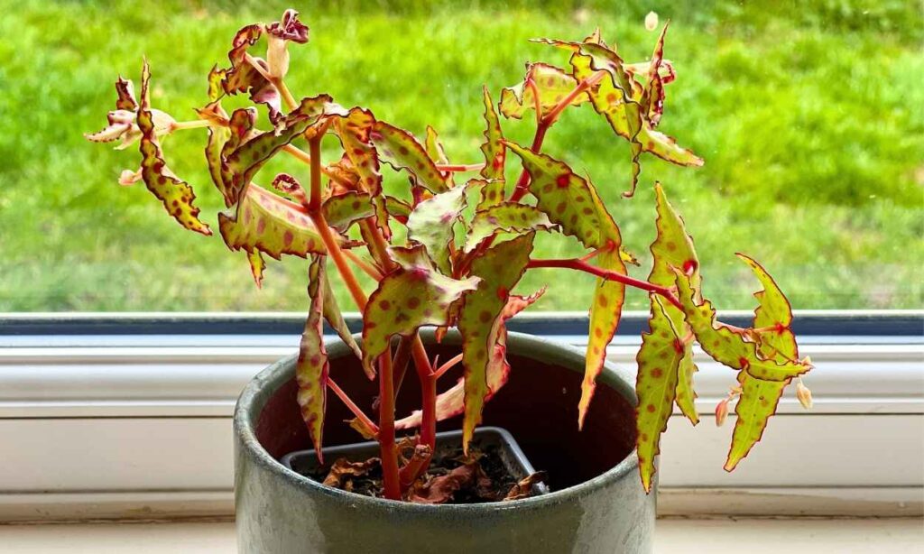 photo of a begonia amphioxus plant in a green pot on a windowsill