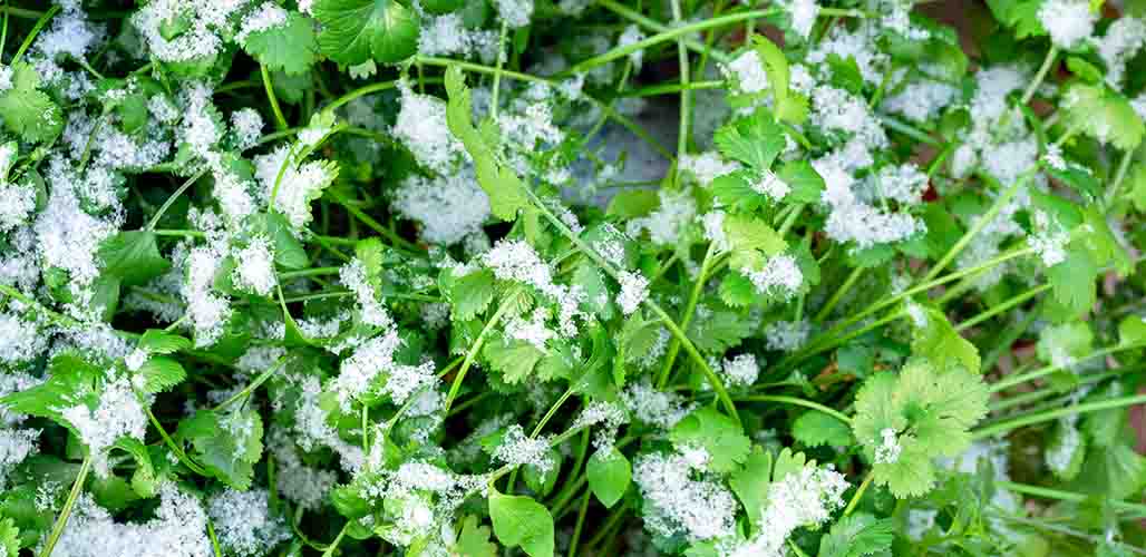 Parsley Cold Tolerance Will My Plants Cope With Winter Temperatures