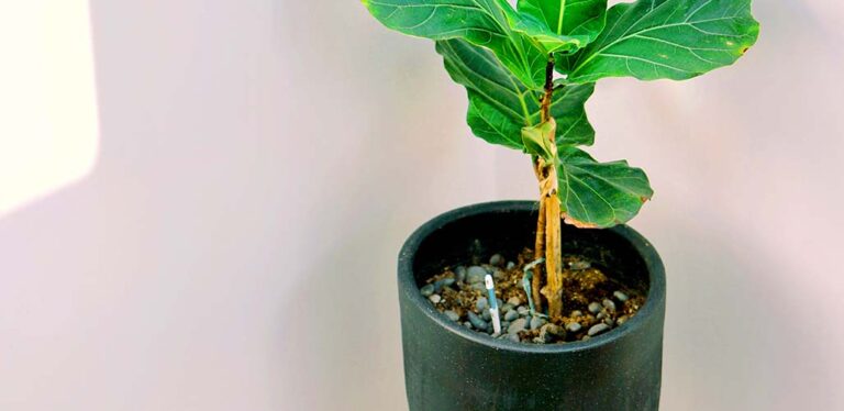 Does My Fiddle Leaf Fig Need A Stake? 