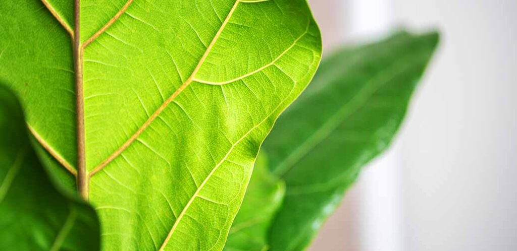 Your Fiddle Leaf Fig Sunburn Management Guide