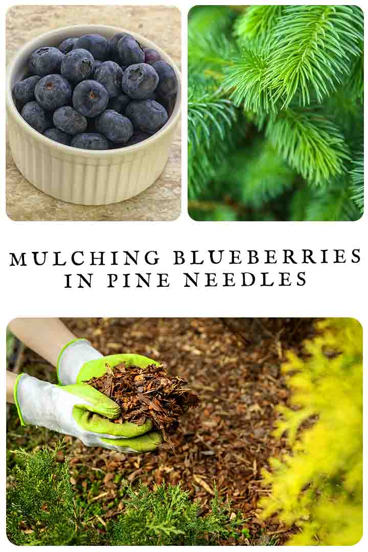 Tips For Mulching Blueberries With Pine Needles