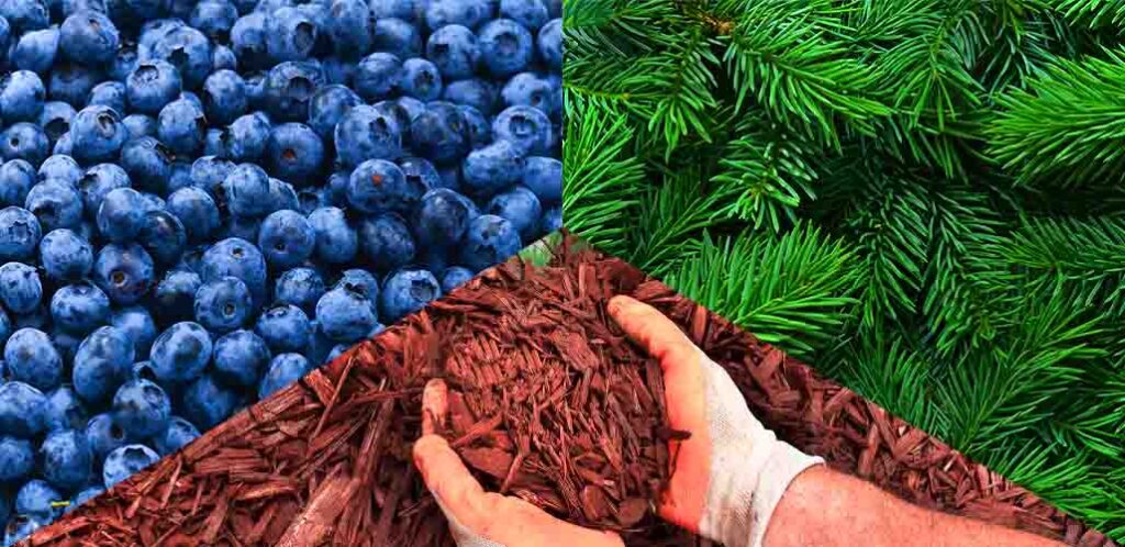 Tips For Mulching Blueberries With Pine Needles