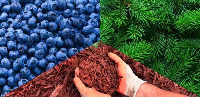 Tips for Mulching Blueberries With Pine Needles