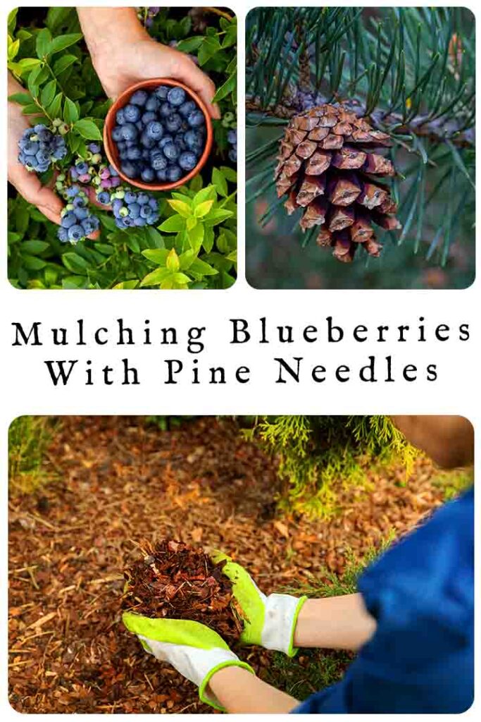 Tips For Mulching Blueberries With Pine Needles