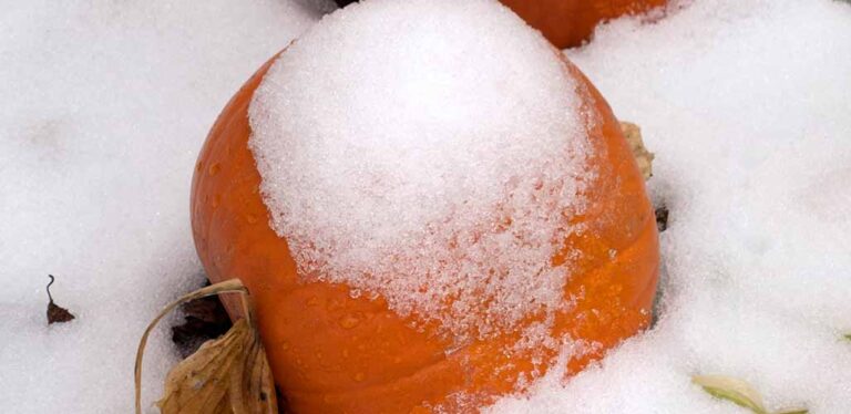 Pumpkin Cold Tolerance – Growing Pumpkins in Cold Temperatures