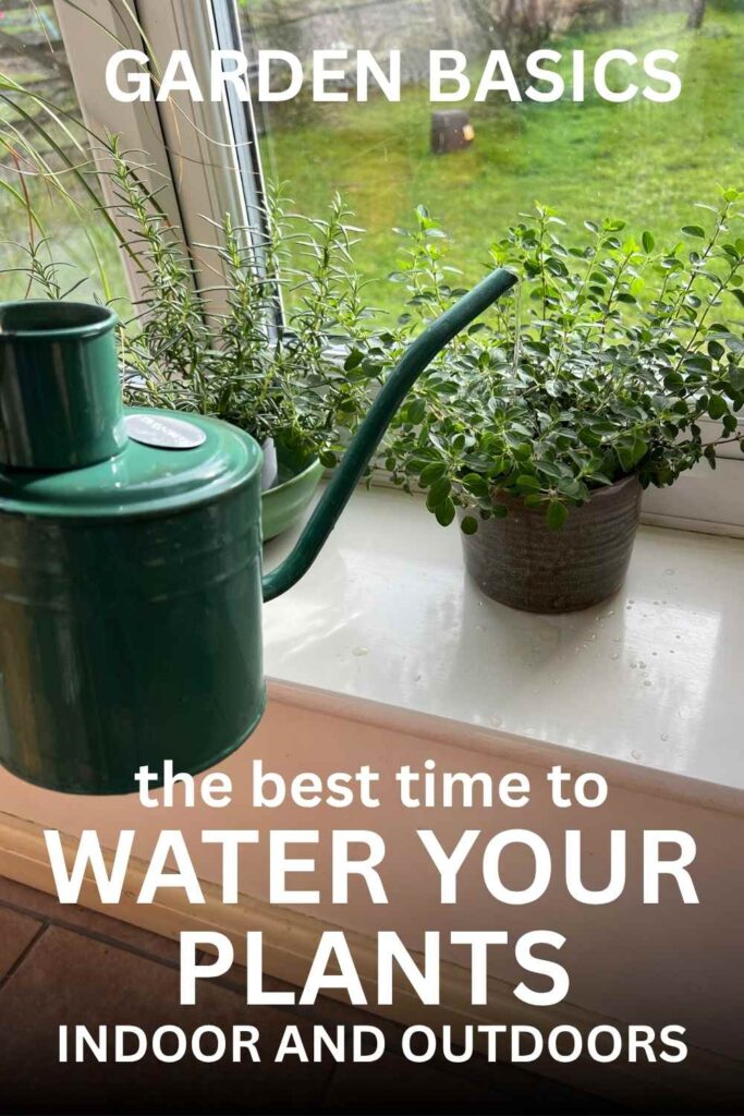photo of houseplant with a green watering can in the foreground