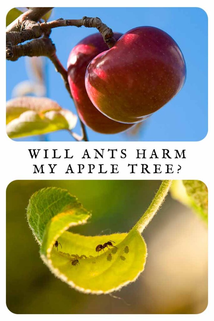 will ants harm my apple tree