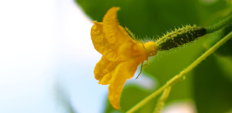 Are Cucumber Flowers Edible?