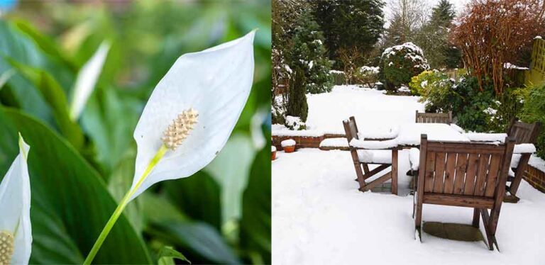 Peace Lily Cold Tolerance – How Cold is too Cold?